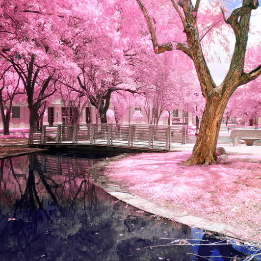 Sakura Park